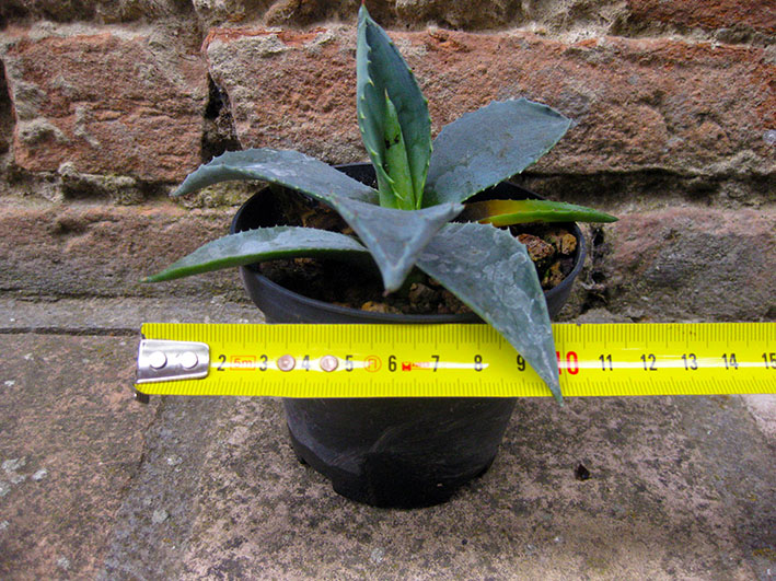 Agave americana var. americana 10 cm, cactus, pianta grassa winter hard, resistente fino a -5° C