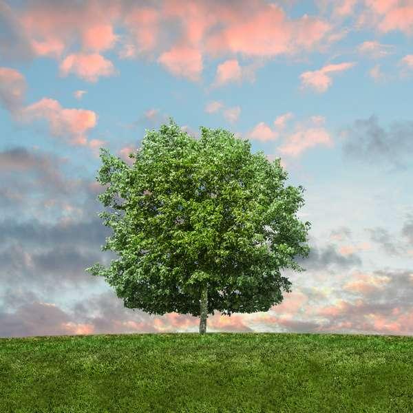 Alberi