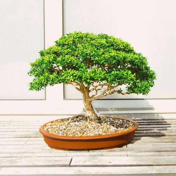 Bonsai