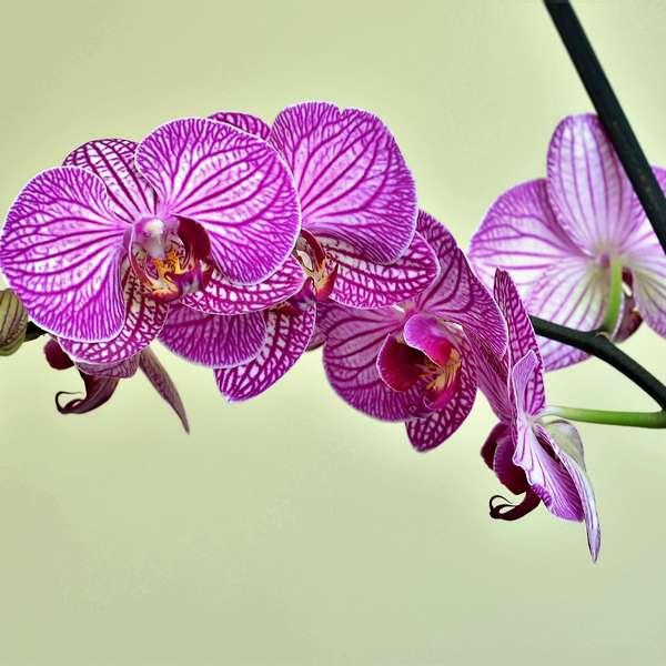 Orchidee