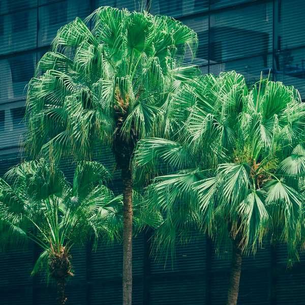 Palme