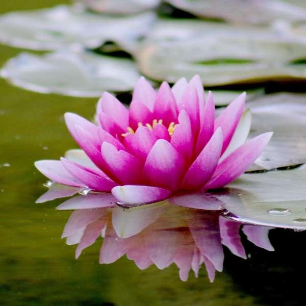 Piante Acquatiche