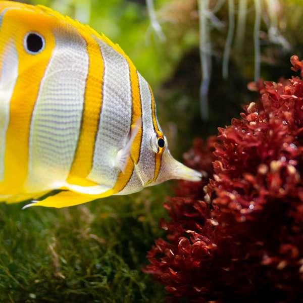 Piante da Acquario
