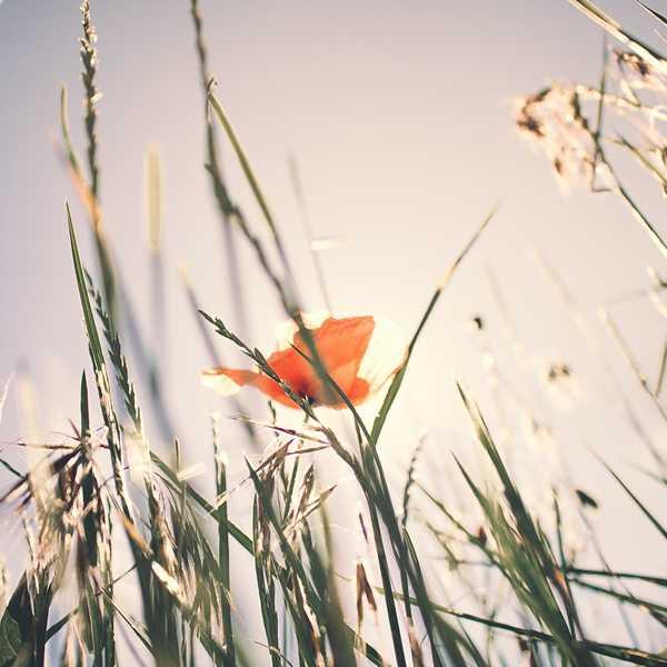 Semi Orchidee